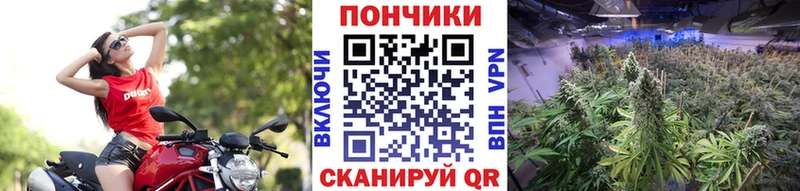 Купить где  Истра  МАРИХУАНА план 
